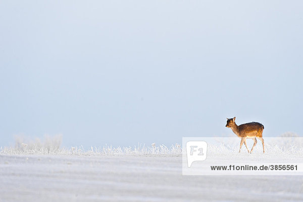 Damhirsch (Dama dama)  Jungtier  läuft im schnee- und reifbedeckten Habitat umher  England  Europa