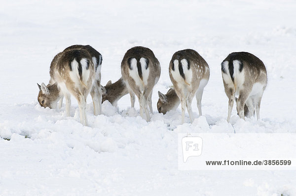 Damhirsch (Dama dama)  fünf Hirschkühe  Rückansicht  Sterze  Futtersuche im Schnee  Knole Park  Kent  England  Großbritannien  Europa