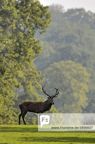 Red Deer (Cervus elaphus) stag  standing in ride  Richmond Park  London  England  United Kingdom  Europe