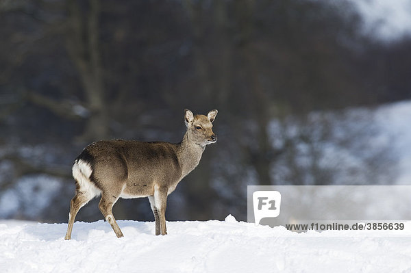 Sikahirsch oder Sika-Hirsch (Cervus nippon)  Hirschkuh  stehend im Schnee  Knole Park  Kent  England  Großbritannien  Europa