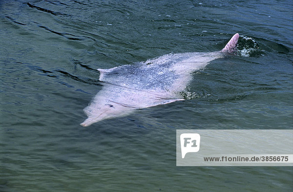 Chinesischer Weißer Delfin (Sousa chinensis)  rosa Phase