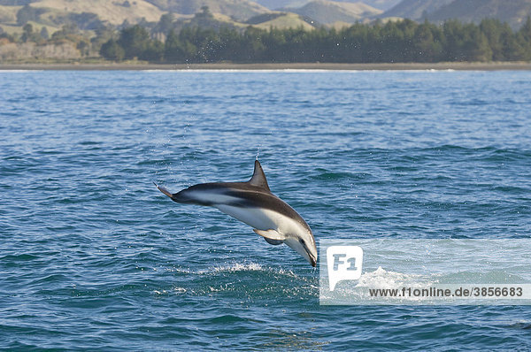 Schwarzdelfin (Lagenorhynchus obscurus)  ausgewachsenes Tier beim Sprung  Kaikoura  South Island  Südinsel  Neuseeland