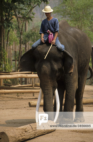 Domestic Asian Elephant (Elephas maximus) at the Thai Elephant Conservation Centre  Thailand  Asia