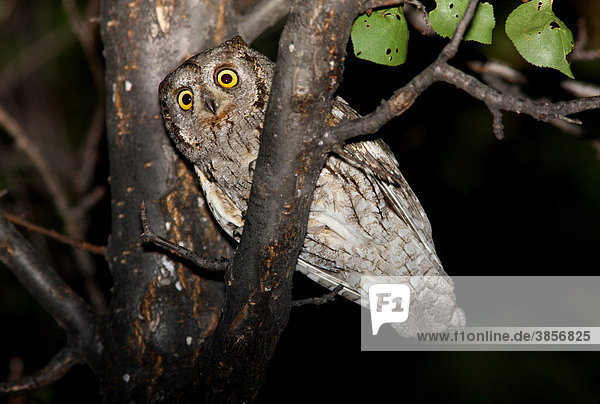 Eurasian Scops-owl (Otus scops pulchellus)  Central Asian subspecies  adult  perched in tree at night  Almaty Province  Kazakhstan  Central Asia