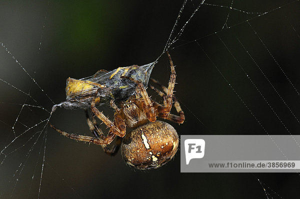 Gartenkreuzspinne (Araneus diadematus)  gefangene Wespe wird auf Netz in Seide gewickelt  Oxfordshire  England  Großbritannien  Europa
