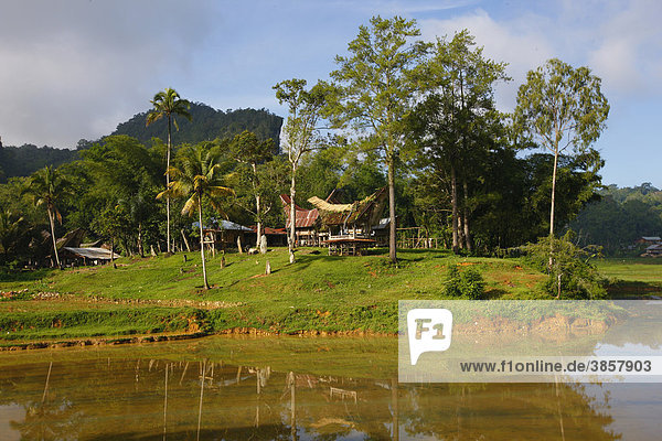Typisches Toraja Haus  Kete Kesu  Toraja Kultur  Sulawesi  Indonesien  Asien