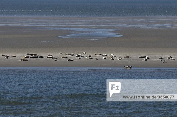 Seehunde (Phoca vitulina) rasten auf Sandbank im Wattenmeer  Nordsee  UNESCO Weltnaturerbe  Nationalpark Wattenmeer  Niedersachsen  Deutschland  Europa