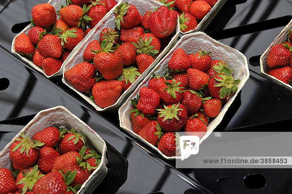 Erdbeeren  Auslage  Lebensmittelmarkt  Einzelhandel