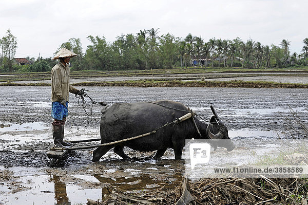Rice farmer with oxen and wooden plow  Hoi An  Quang Nam  Central Vietnam  Vietnam  Southeast Asia  Asia