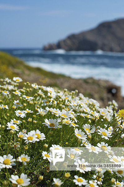 Blumenwiese am Meer  Cap de Fornells  Menorca  Balearen  Spanien  Europa
