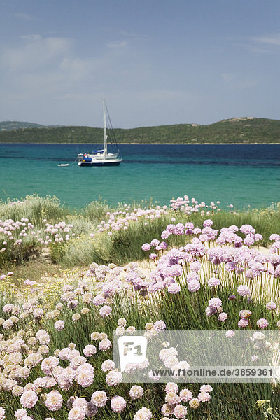 Blüte der Strandnelken am Strand von Porto Puddu, Sardinien, Italien, Europa - Stockfoto
