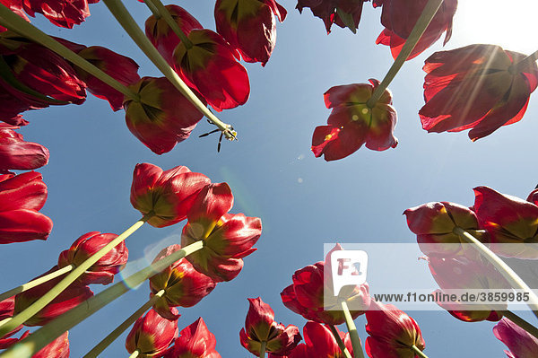 Tulpen (Tulipa)  Texel  Niederlande  Europa