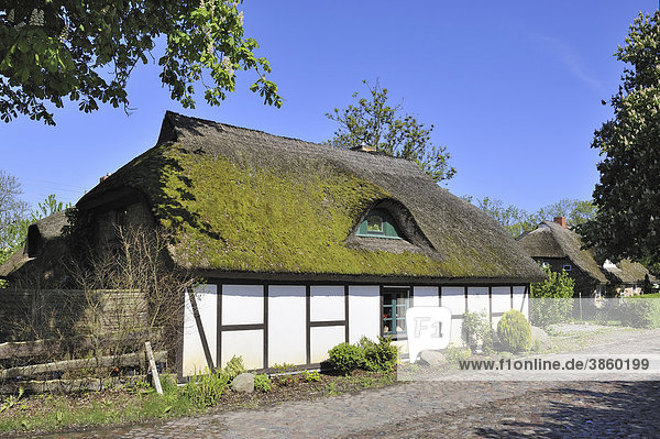 Traditionell gebautes niederdeutsches Hallenhaus an einer Dorfstraße bei Sagard  Insel Rügen  Mecklenburg-Vorpommern  Deutschland  Europa