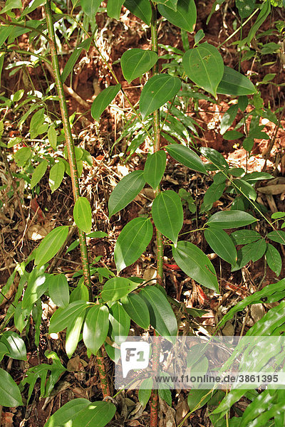 Zimt  Ceylonzimt (Cinnamomum verum)  Blätter  Nosy Be  Madagaskar  Afrika