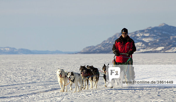 Musher läuft  fährt einen Hundeschlitten  Schlittenhundegespann  Alaskan Huskies  Berge dahinter  gefrorener Lake Laberge  Yukon Territory  Kanada