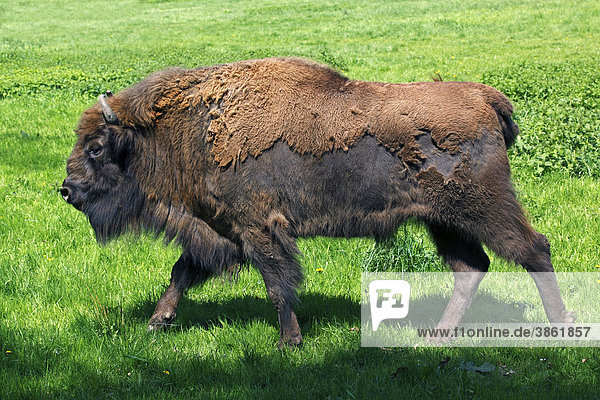 Wisent  Europäischer Bison (Bison bonasus)