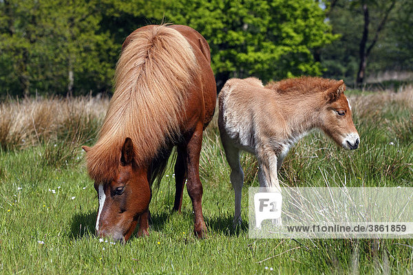 Fohlen und Stute Islandpony  Island-Pony  Islandpferd  Isländer (Equus przewalskii f. caballus)