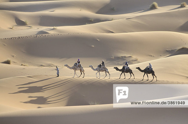 Camel trekking  Erg Chebbi  Morocco  Africa