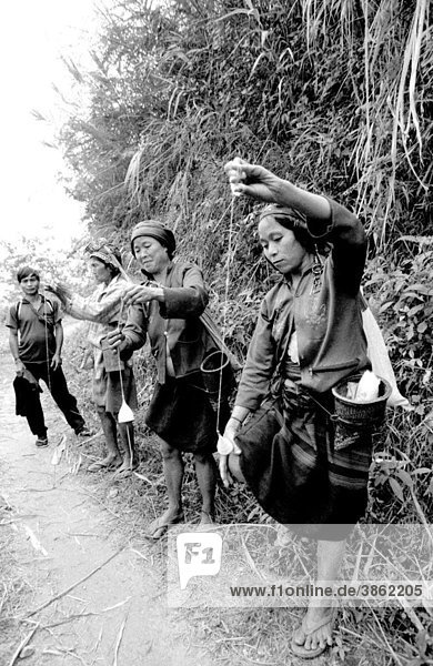 Frauen des Stammes der Akha  auf dem Weg zur Reisernte spinnen sie Baumwollfäden auf traditionelle Weise  die Lasten werden mit einem Stirnriemen getragen  bei Sopi Kao  Luang Nam Tha  Laos  Asien