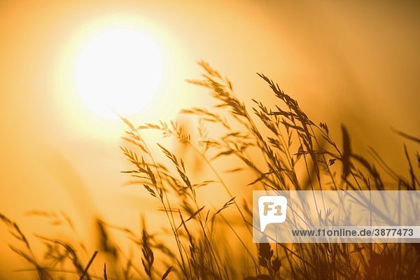 shaked grass in front of sunset