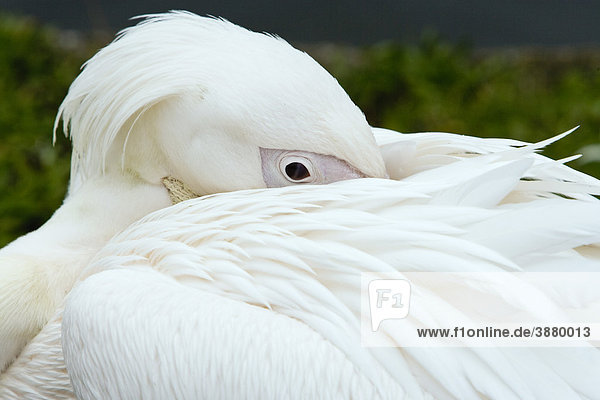 Blaureiher (Ardea herodias occidentalis) früher bekannt als Großer Weißreiher