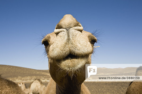 Kamel schaut in die Kamera  Nahaufnahme