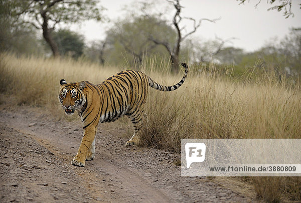 Tiger (Panthera tigris) geht auf einem Waldweg in Ranthambhore an einem nebligen Morgen  Rajasthan  Indien  Asien