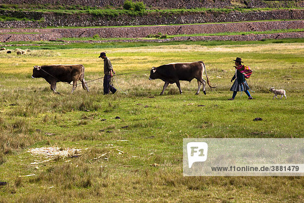 Herding cattle at the town of Raqchi  Peru  South America