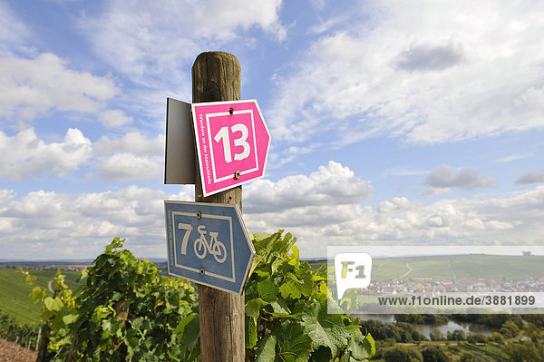 Wander und Radweg-Hinweisschilder bei der Vogelsburg  Volkach am Main  Unterfranken  Bayern  Deutschland  Europa