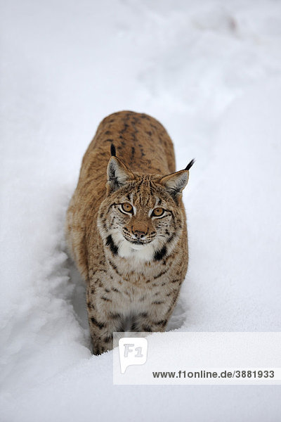 Eurasischer Luchs (Lynx lynx)  im Tiefschnee  Gehegezone  Nationalpark  Bayerischer Wald  Bayern  Deutschland  Europa