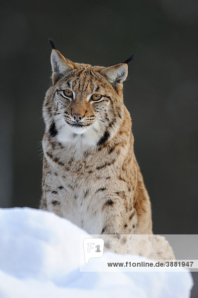 Eurasischer Luchs (Lynx lynx)  Gehegezone  Nationalpark Bayerischer Wald  Bayern  Deutschland  Europa