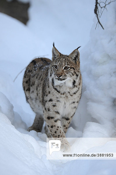 Eurasischer Luchs (Lynx lynx)  Jungtier  läuft durch Tiefschnee  Gehegezone  Nationalpark Bayerischer Wald  Bayern  Deutschland  Europa
