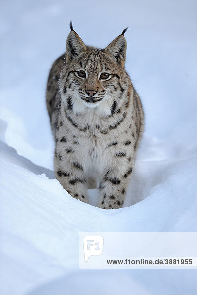 Eurasischer Luchs (Lynx lynx)  Jungtier  läuft durch Tiefschnee  Gehegezone  Nationalpark Bayerischer Wald  Bayern  Deutschland  Europa