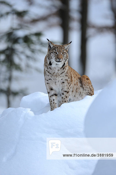 Eurasischer Luchs (Lynx lynx)  adultes Männchen  Gehegezone  Nationalpark Bayerischer Wald  Bayern  Deutschland  Europa