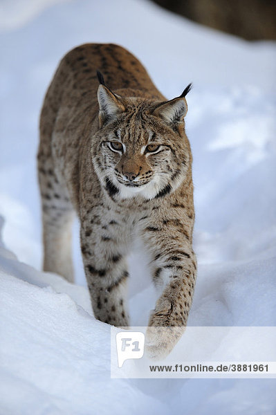Eurasischer Luchs (Lynx lynx)  läuft durch Tiefschnee  Gehegezone  Nationalpark Bayerischer Wald  Bayern  Deutschland  Europa