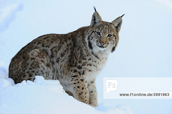 Eurasischer Luchs (Lynx lynx)  Jungtier  ruhend  Gehegezone  Nationalpark Bayerischer Wald  Bayern  Deutschland  Europa