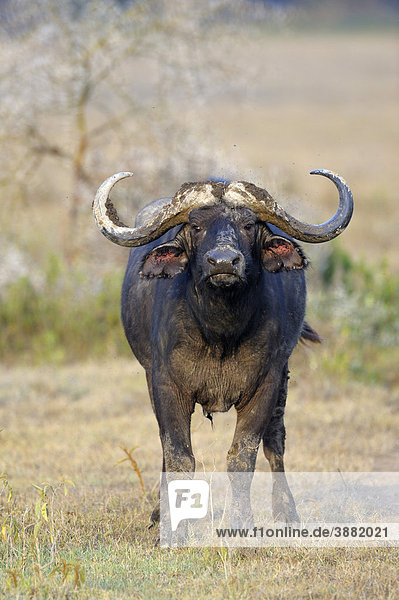Afrikanischer Büffel (Syncerus caffer)  Bulle  Lake Nakuru Nationalpark  Kenia  Ostafrika  Afrika