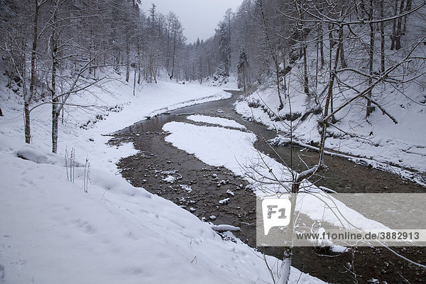 Schnee im Partnach-Tal  Garmisch-Partenkirchen  Oberbayern  Bayern  Deutschland  Europa