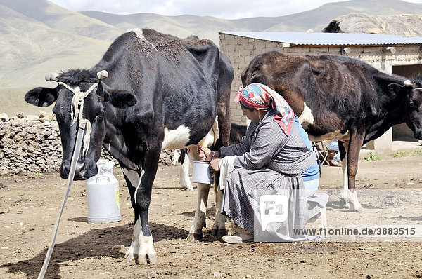Milchkuhhaltung  Frau beim Melken  Bolivianisches Hochland Altiplano  Departamento Oruro  Bolivien  Südamerika