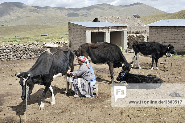 Dairy cow farming  woman milking cow  Altiplano Bolivian highland  Oruro Department  Bolivia  South America