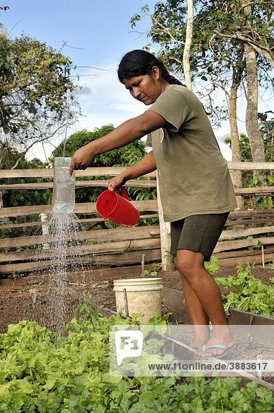 Farmer watering her vegetable patch with an improvised watering can  municipality of Santa Anita de la Frontera  Chiquitania  Santa Cruz Department  Bolivia  South America