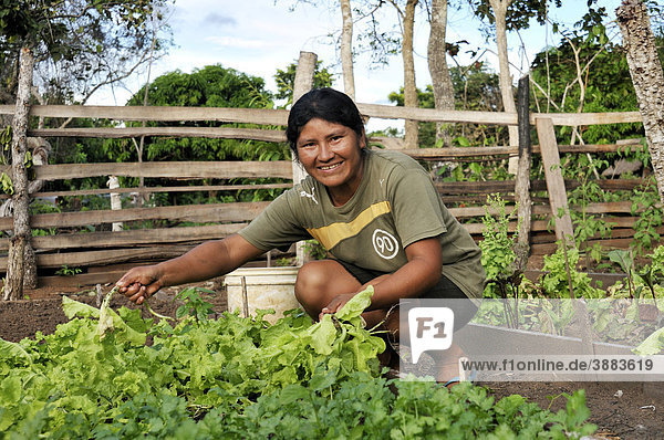 Freundlich lachende Bäuerin in Gemüsebeet  Salatpflanzen  Santa Anita de la Frontera  Chiquitania  Departamento Santa Cruz  Bolivien  Südamerika