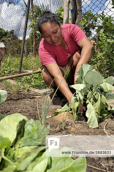 Farmer attending to salad plants in her vegetable patch  municipality of San Rafael  Chiquitania  Santa Cruz Department  Bolivia  South America