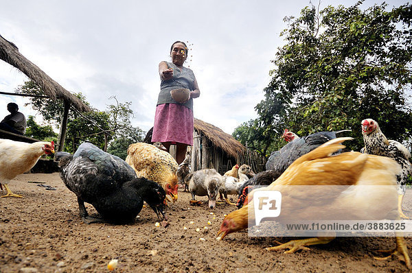 Old farmer feeding her chickens  San Pedrito  Chiquitania  Santa Cruz Department  Bolivia  South America feeds