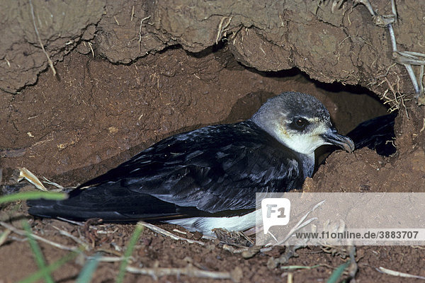 Schwarzflügel-Sturmvogel (Pterodroma nigripennis)  ausgewachsen  gräbt in Nestbau bei Nacht  Norfolk-Insel