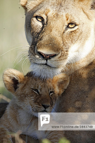 Löwe (Panthera leo)  Mutter mit Jungtier