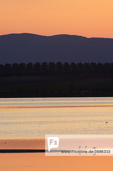 Fuente de Piedra Lagune bei Sonnenuntergang  Kubaflamingos (Phoenicopterus ruber)  Provinz Malaga  Andalusien  Spanien  Europa