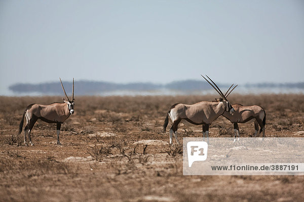 Gemsböcke  Oryx-Antilopes (Oryx gazella)  Etosha Nationalpark  Namibia  Afrika