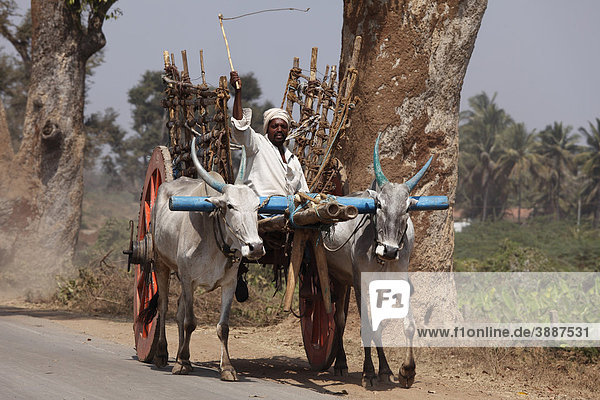 Ox cart near Chamarajnagar  Karnataka  South India  India  South Asia  Asia