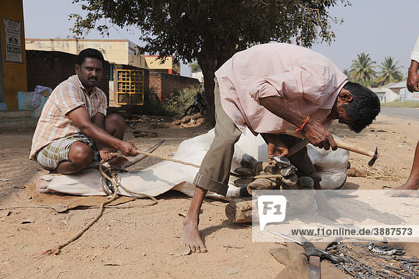 Ox being shoed with horseshoes  near Mysore  Karnataka  South India  India  South Asia  Asia